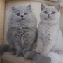 hodowla kotów brytyjskich- kotka liliowa ZAREEN  i ZIGII BLUE   11 tygodni