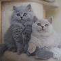 hodowla kotów brytyjskich- kotka liliowa ZAREEN  i ZIGII BLUE   11 tygodni