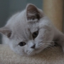 hodowla kotów brytyjskich- kotka liliowa ZAREEN - 3 m-ce