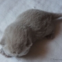 hodowla kotów brytyjskich- kotka liliowa ZAREEN