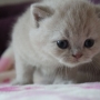 hodowla kotów brytyjskich- kotka liliowa ZAREEN - 4 tygodnie