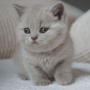 hodowla kotów brytyjskich- kotka liliowa ZAREEN - 5 tygodni