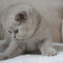 hodowla kotów brytyjskich- kotka liliowa ZAREEN - 5 tygodni
