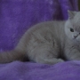 kot brytyjski liliowy- ZICKY - mam 10 tygodni