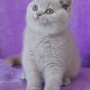 kot brytyjski liliowy- ZICKY - mam 10 tygodni