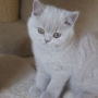 kot brytyjski liliowy - ZICKY of Amazing Aisha*PL - mam 10,5 tygodnia