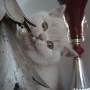 kot brytyjski liliowy - ZICKY of Amazing Aisha*PL - mam 10,5 tygodnia