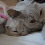 kot brytyjski liliowy- mały Zicky i Teneryfe