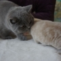 kot brytyjski liliowy- ZICKY  i Yelenka