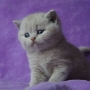 kot brytyjski liliowy- ZICKY - mam 6 tygodni