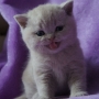 kot brytyjski liliowy- ZICKY - mam 6 tygodni