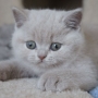 kot brytyjski liliowy- ZICKY - mam 7 tygodni