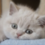 kot brytyjski liliowy- ZICKY - mam 7 tygodni