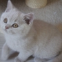 hodowla kotów brytyjskich- ZIDANE- kot brytyjski liliowy -