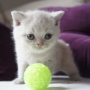 hodowla kotów brytyjskich- ZIDANE- kot brytyjski liliowy -mam 4 tygodnie