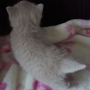 hodowla kotów brytyjskich- ZIDANE- kot brytyjski liliowy