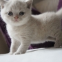 hodowla kotów brytyjskich- ZIDANE- kot brytyjski liliowy - mam 4 tygodnie