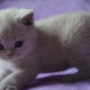 hodowla kotów brytyjskich- ZIDANE- kot brytyjski liliowy